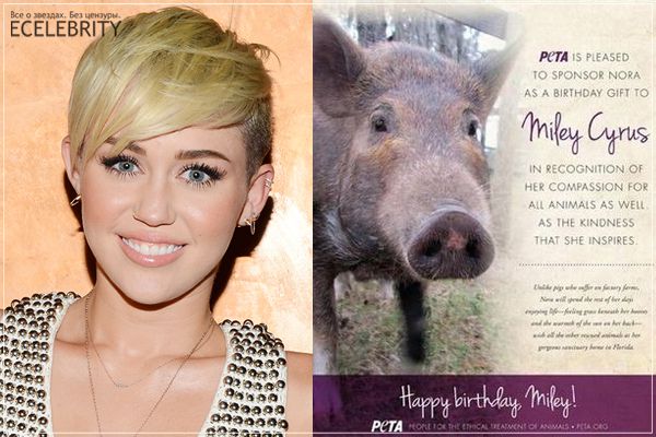 PETA подарила Майли Сайрус на День рождения свинью!